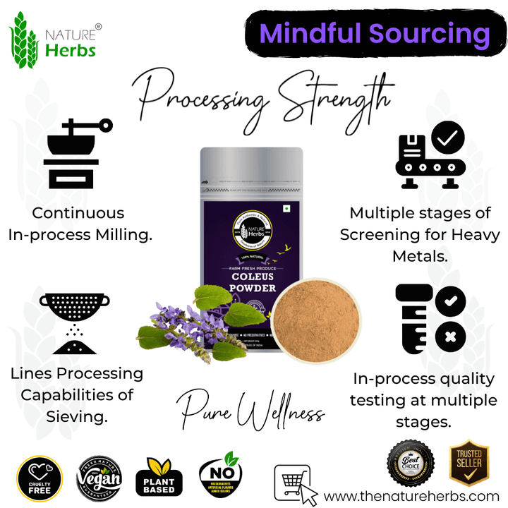 Coleus / Makandi Root Powder Coleus forskohlii - INNOVEDA