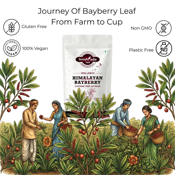 Bayberry Leaf Infusion 50 Grams - INNOVEDA