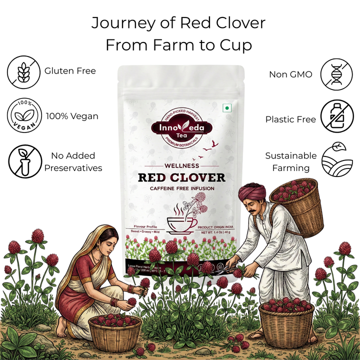 Thé aux fleurs de trèfle rouge