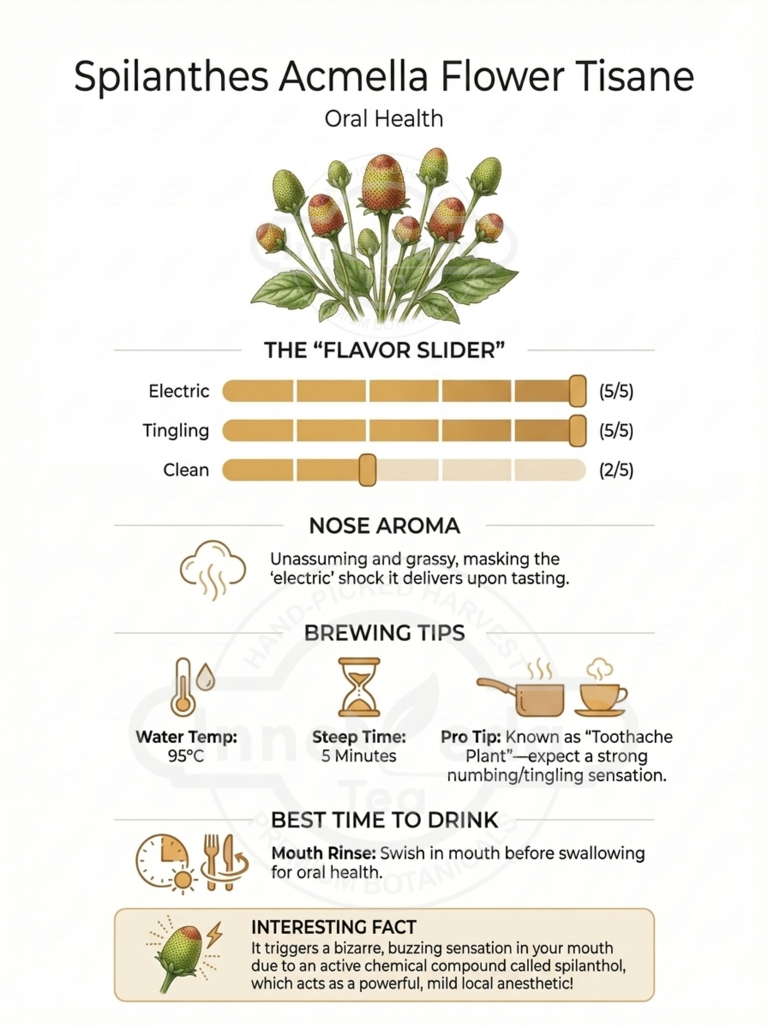 Spilanthes Flower Tisane 50 Grams